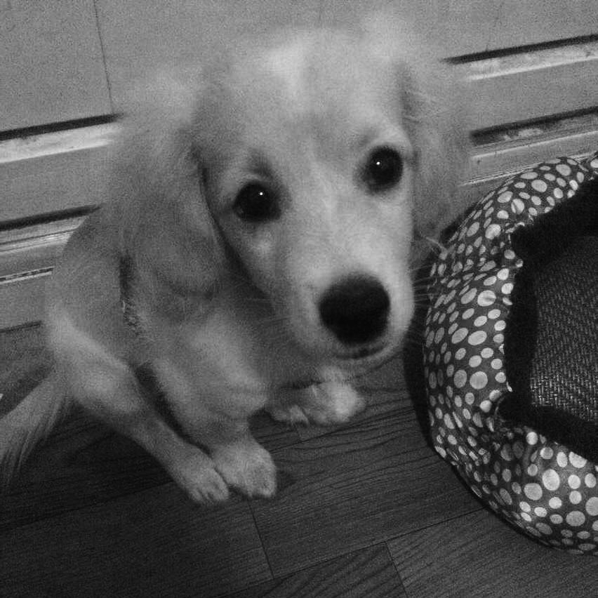 跟宠物算吗？他叫史努比，是我养的第一只狗狗。认识他的哪天，是